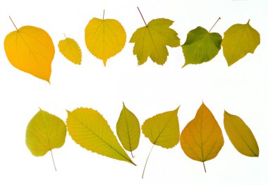 Çeşitli türleri üzerinde beyaz bir adam izole sonbahar yaprakları