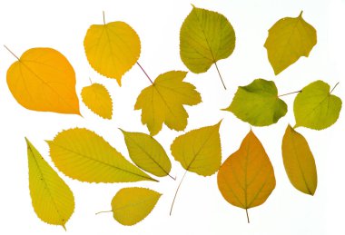 Çeşitli türleri üzerinde beyaz bir adam izole sonbahar düşen yapraklar