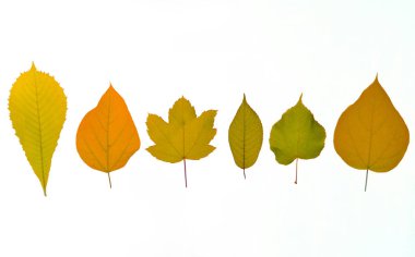 Çeşitli türleri üzerinde beyaz bir adam izole sonbahar yaprakları