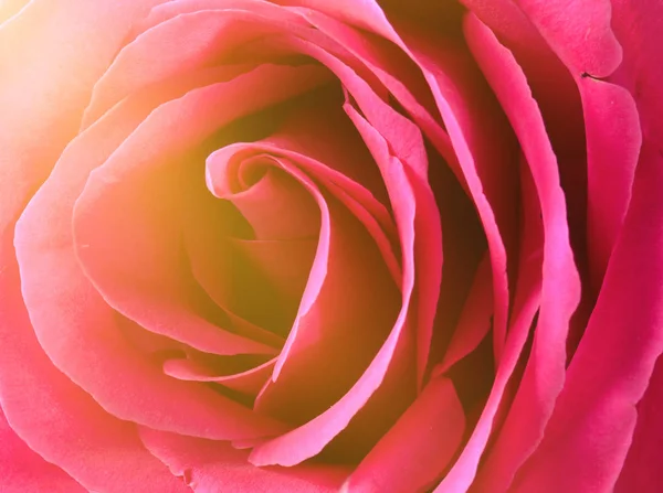 Růžové Růže Bud Detail Okvětními Lístky Růží — Stock fotografie
