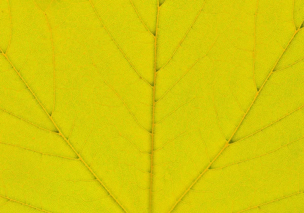 テクスチャ Oof 黄色秋葉クローズ アップ 自然な背景 葉の繊維 — ストック写真