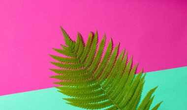 Fern yaprak pastel renkli bir arka plan üzerinde. Üstten Görünüm, minimalis