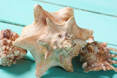 Kabukları üzerinde mavi bir ahşap adam