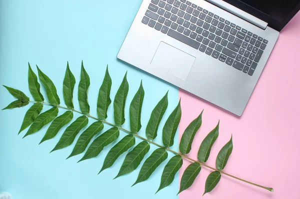 Fern leaf, laptop on a colored pastel background, botanical style, modern gadgets, online work, top view, minimalis