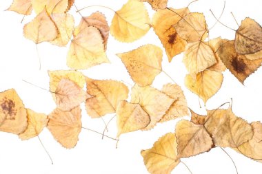 Beyaz bir backgroun üzerinde kavak düşmüş sonbahar yaprakları