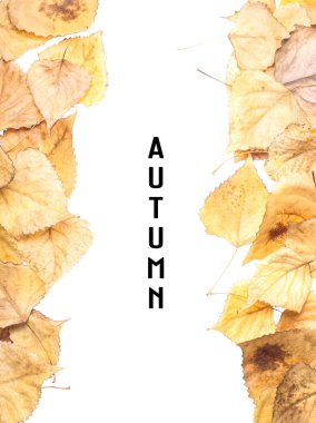 Beyaz arka plan üzerinde izole kavak çerçeve düşmüş sonbahar yaprakları