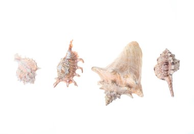 Beyaz arka plan üzerinde izole deniz kabukları çeşitleri. Üstte görüntü.