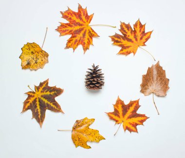 Beyaz bir arka plan üzerinde düşmüş sonbahar yaprakları yaratıcı daire içinde Pin koni. Üstgörünüm, minimalis