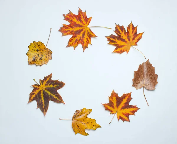 Creative circle of fallen autumn leaves on a white background. Top view, minimalis