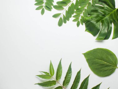 Beyaz kağıttaki tropikal yeşil yaprak. Uzayı kopyala Üst görünüm