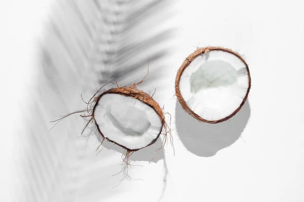 우림은 도살아 있습니다 야자나무 잎에서 배경에 코코넛입니다 패션의 창조적 위에서 — 스톡 사진