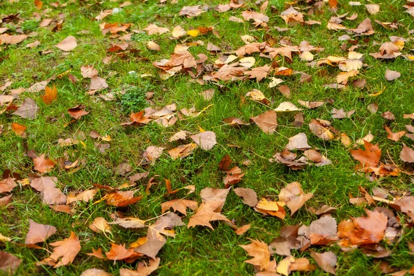 Autumn Lawn Fallen Leaves Green Grass Stock Photo