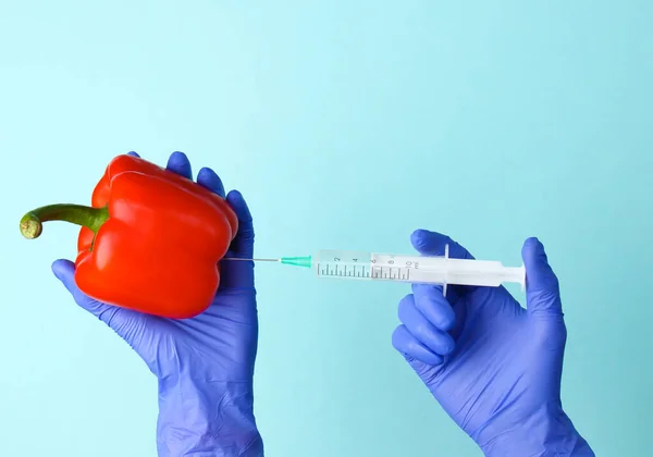 Genetically modified vegetables. Hands in gloves inject syringe into bell pepper on blue background