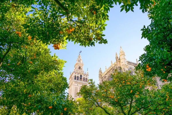 Spanien Andalusien Sevilla Katedralen Bell Tower Sett Från Orange Tree — Stockfoto