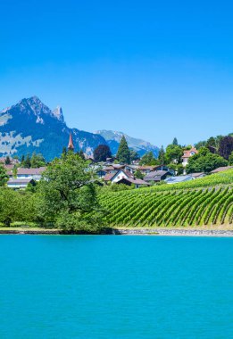 İsviçre, üzüm bağları Spiez bölgesinde Thun Gölü kenarında