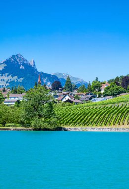 Switzerland, vineyards on the banks of the  Thun lake in the Spiez area clipart