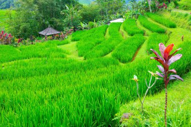 Bali, Endonezya, Papua alanında bir heykel