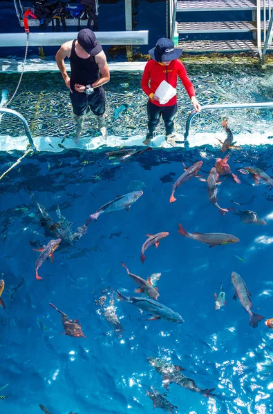 Port Douglas Australia October 2014 Queensland Region Lifegards Feeding Fish — Stock Photo, Image