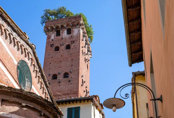 Lucca Ιταλία Παλιά Πόλη Wiew Του Πύργου Guinigi Θάμνους Και — Φωτογραφία Αρχείου