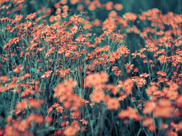 Arrière Plan Floral Printemps Été Fleurs Couleur Corail Dans Champ — Photo