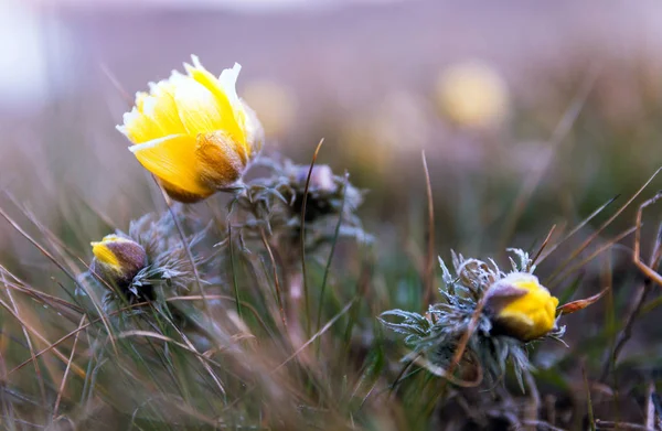 Arrière Plan Floral Printemps Été Fleurs Jaunes Gros Plan Dans — Photo