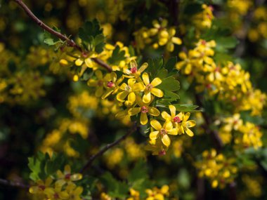 Bahar çiçekleri. Sarı çiçek portre. Bahar arka plan.