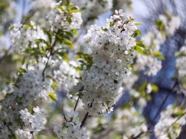 Bahar çiçekleri. Bahar arka plan. Çiçekli ağaç ve çiçekleri kiraz veya apple yakın çekim parlak gökyüzü arka planı.