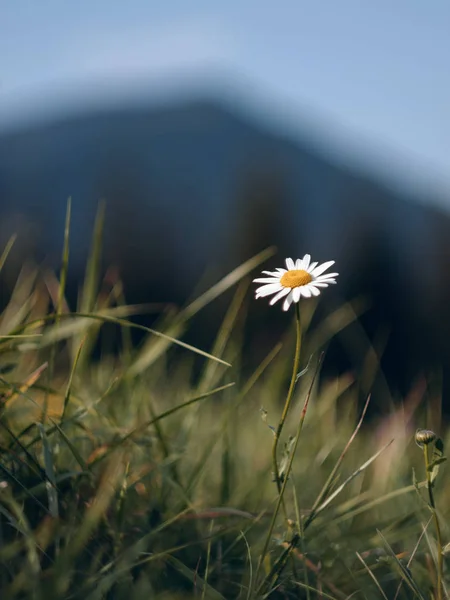 Fleur Marguerite Sur Herbe Montagnes Avec Fond Flou — Photo