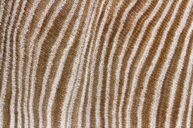 Ahşap doku portre. Arka plan görüntüsü belirgin bir doku ile.