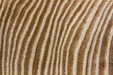 Ahşap doku portre. Arka plan görüntüsü belirgin bir doku ile.