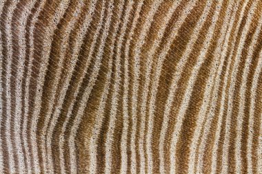 Ahşap doku portre. Arka plan görüntüsü belirgin bir doku ile.