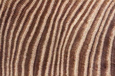 Ahşap doku portre. Arka plan görüntüsü belirgin bir doku ile.