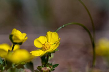 Bahar çiçeği arka plan. Güneşli bir gün. Bahar çiçekleri. Springtim