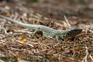 Kum kertenkelesi (Lacerta agilis) yakın çekim