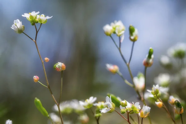 Fond de fleur de printemps. Journée ensoleillée. Fleurs printanières. Springtim — Photo