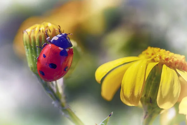 Mariquita insecto en una flor amarilla . — Foto de Stock