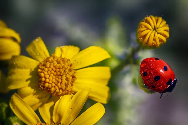 黄色い花の虫の虫. — ストック写真