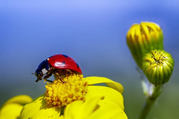 Inseto joaninha em uma flor amarela . — Fotografia de Stock