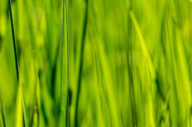 Taze yeşil çimenler yakın plan