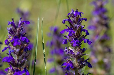 Yeşil çim yakın çekim mavi bahar çiçekleri.