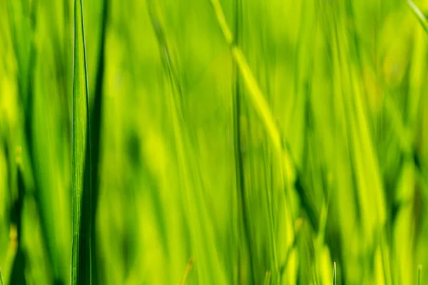 Erba verde fresca primo piano — Foto Stock