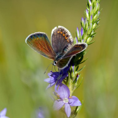 Yeşil çim yakın çekim açık havada güzel kelebek