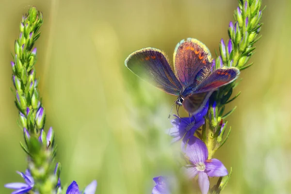 Beau papillon dans l'herbe verte gros plan à l'extérieur — Photo