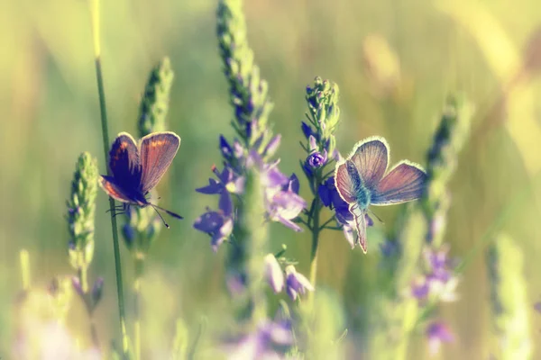 Красива метелик в зеленій траві крупним планом на відкритому повітрі Ліцензійні Стокові Фото