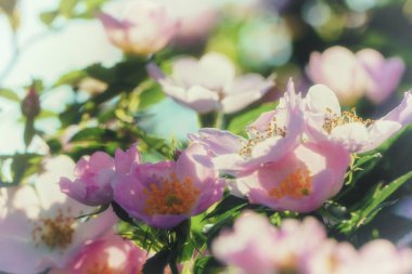 Pembe çiçekler iã§in gül ã§oluÄ u.