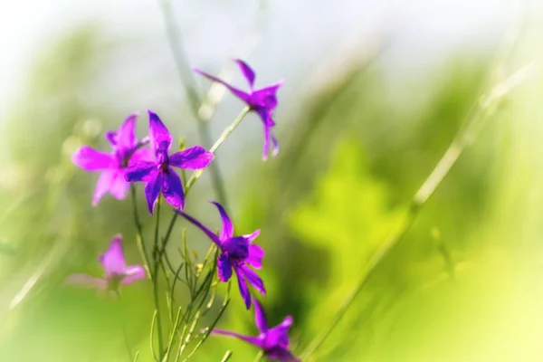 Fleurs sauvages violettes en herbe verte gros plan avec fond flou . — Photo