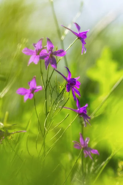 Fleurs sauvages violettes en herbe verte gros plan avec fond flou . — Photo