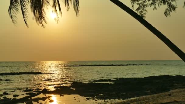 Dalgalar Deniz Palmiye Ağaçları Dramatik Gökyüzü Günbatımı Görünümünü — Stok video