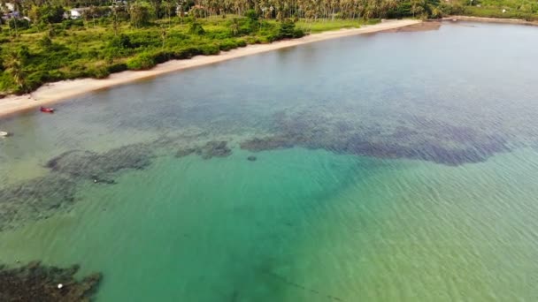 Geweldige Luchtfoto Uitzicht Zee Tropische Palmen Groeien Langs Zandstrand — Stockvideo