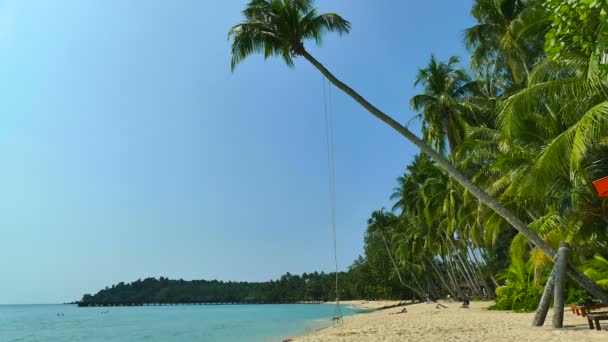 Tropical Beach Palm Trees Blue Ocean Waves — Stock Video